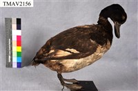 藏品(鳳頭潛鴨)的圖片